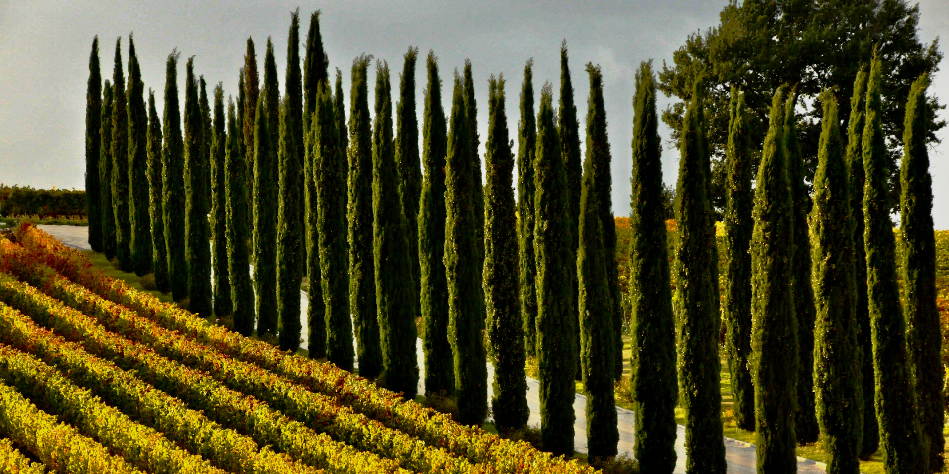 Banner Cipressi copy
